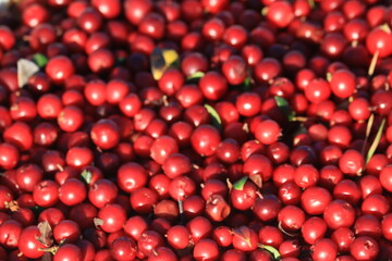 red ripe lingonberries close-up