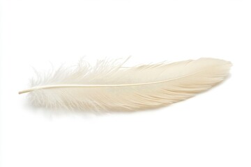 Obraz premium A single soft white feather with fine delicate barbs and a slightly curved shape