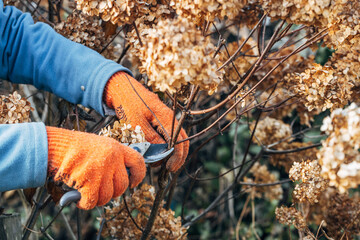 A gardener wearing gloves trims wilted hydrangea flowers before winter