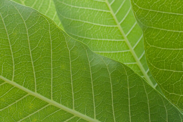 Extreme close up texture of green leaf veins
