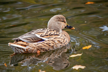 Weibliche Stockente schwimmt auf dem Wasser