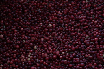 Red ripe cranberries close up