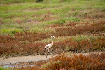 Italy Tuscany Grosseto Castiglione della pescaia, maremma Diaccia Botrona young of isolated flamingo