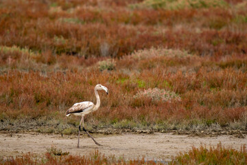 Italy Tuscany Grosseto Castiglione della pescaia, maremma Diaccia Botrona young of isolated flamingo