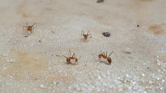 ant and friends