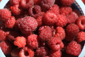 Red ripe raspberries close up