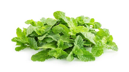 Fototapeta premium Collection of fresh green mint leaves isolated on white background