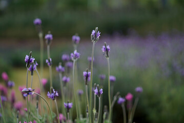 Obraz premium Lavenders field at Chiang Mai Province