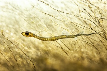 Pipefish Hidden Among Seagrass A long