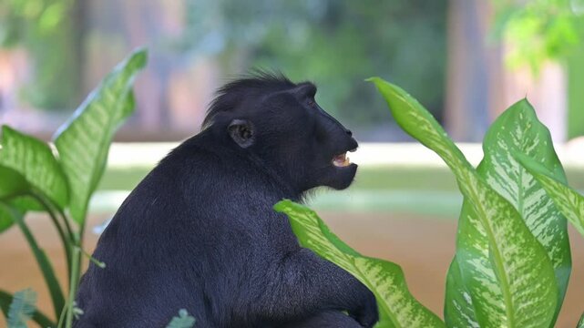 potrait monkey macaca nigra