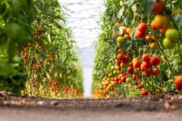 Fresh bio tomato season. Tomatoes in a greenhouse. Photo with some bio eco agriculture tomato plants inside a greenhouse. Planting and harvesting tomatoes vegetables. 