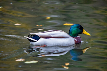 Obraz premium Farbenfroher Stockenten-Erpel schwimmt auf dem Wasser