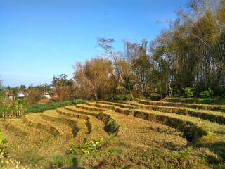 Rice fields with terraces in the mountains after harvest