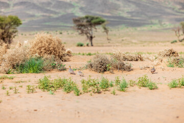 Moroccan Sahara Desert, ancient black volcanic mountains, the Sahara River Oued Ghris, stunning Acacia trees, wild camels, and a breathtaking landscape where golden sand dunes merge with green plants
