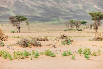 Moroccan Sahara Desert, ancient black volcanic mountains, the Sahara River Oued Ghris, stunning Acacia trees, wild camels, and a breathtaking landscape where golden sand dunes merge with green plants