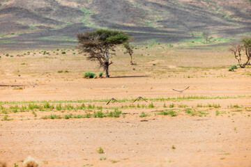 Moroccan Sahara Desert, ancient black volcanic mountains, the Sahara River Oued Ghris, stunning...