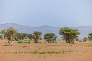 Moroccan Sahara Desert, ancient black volcanic mountains, the Sahara River Oued Ghris, stunning...