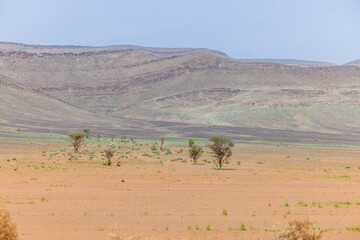Moroccan Sahara Desert, ancient black volcanic mountains, the Sahara River Oued Ghris, stunning Acacia trees, wild camels, and a breathtaking landscape where golden sand dunes merge with green plants