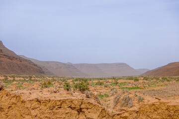 Moroccan Sahara Desert, ancient black volcanic mountains, the Sahara River Oued Ghris, stunning Acacia trees, wild camels, and a breathtaking landscape where golden sand dunes merge with green plants