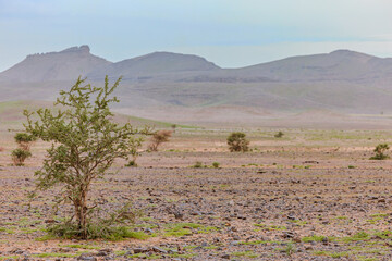 Moroccan Sahara Desert, ancient black volcanic mountains, the Sahara River Oued Ghris, stunning...