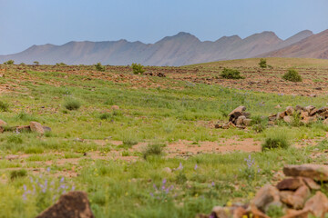 Moroccan Sahara Desert, ancient black volcanic mountains, the Sahara River Oued Ghris, stunning Acacia trees, wild camels, and a breathtaking landscape where golden sand dunes merge with green plants