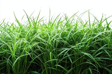 Obraz premium Lush Green Grass Isolated on Transparent Background