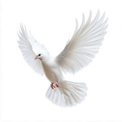 Obraz premium Dove Flying Isolated