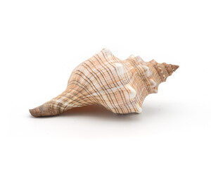 Ridged Seashell with Striped Patterns