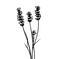 Lavender Silhouette, Illustration Isolated On White Background