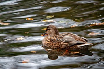 Weibliche Stockente schwimmt an Blättern auf dem Wasser vobei