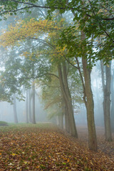 Schlosspark im Herbst bei starken Nebel