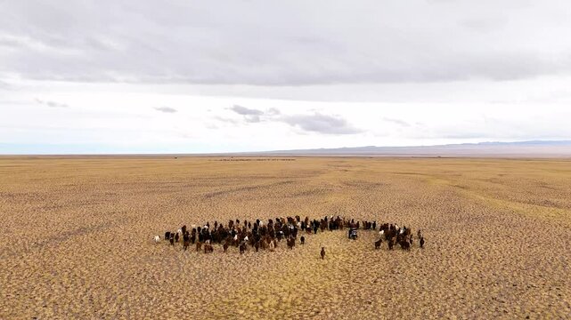 An aerial sliding shot moving forward showcases a Mongolian nomad expertly guiding a herd of cattle, goats, and sheep across a vast desert landscape.
