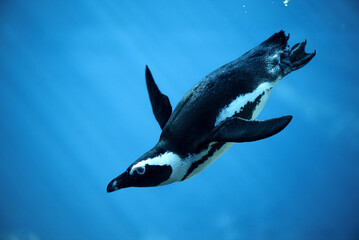 Close-up of penguin swimming undersea. Penguin jumping into the water premium - stock photo. High...