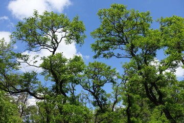 Azure blue sky and branches of Robinia pseudoacacia umbraculifera in May