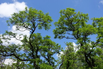 Obraz premium Blue sky and branches of Robinia pseudoacacia umbraculifera in May