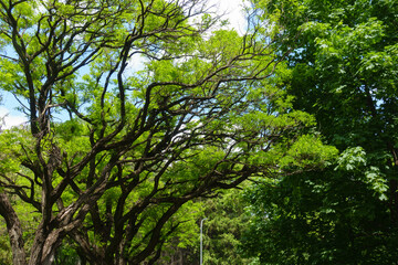 Curved branches of Robinia pseudoacacia umbraculifera in May