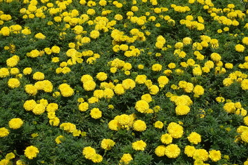 Plentitude of yellow flowers of Tagetes erecta in mid August