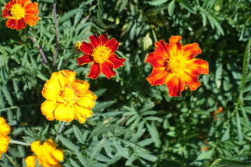 Close view of single red and yellow flowers of Tagetes patula in August