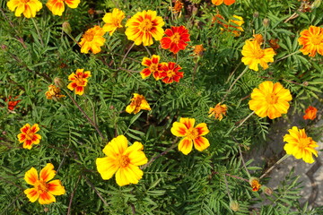 Dozen of yellow and red flowers of Tagetes patula in mid August