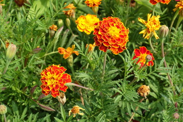 Flowers of red and yellow double Tagetes patula in mid August