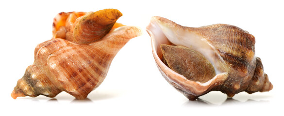 live conch on white background