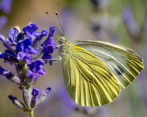 Kohlweißling an Lavendel
