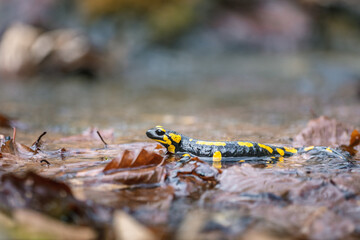 Close-up of a fire salamander (Salamandra salamandra)