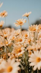 A field of vibrant yellow daisies, captured in full frame on a sunny day