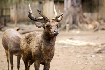 Portrait of Javan Deer at Zoo Against Nature Background