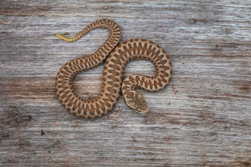 Common adder (Vipera berus)