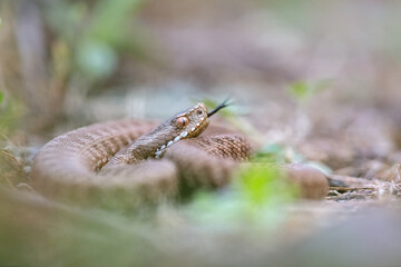 Common adder (Vipera berus)