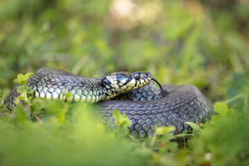 Grass snake (Natrix natrix)