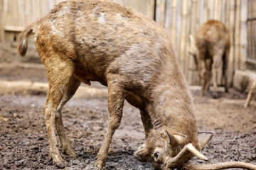 Fototapeta premium Portrait of Deer Playing in The Dirt at Zoo