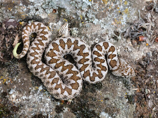 Nose-horned viper (Vipera ammodytes)